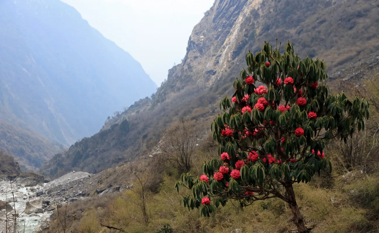annapurna-sanctuary-view